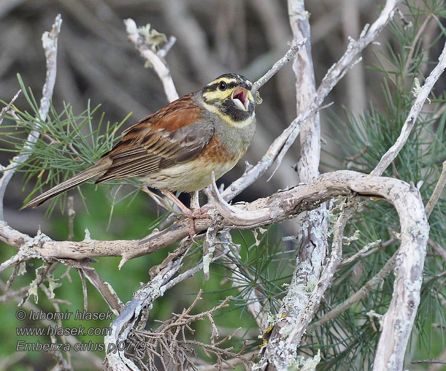 Emberiza cirlus