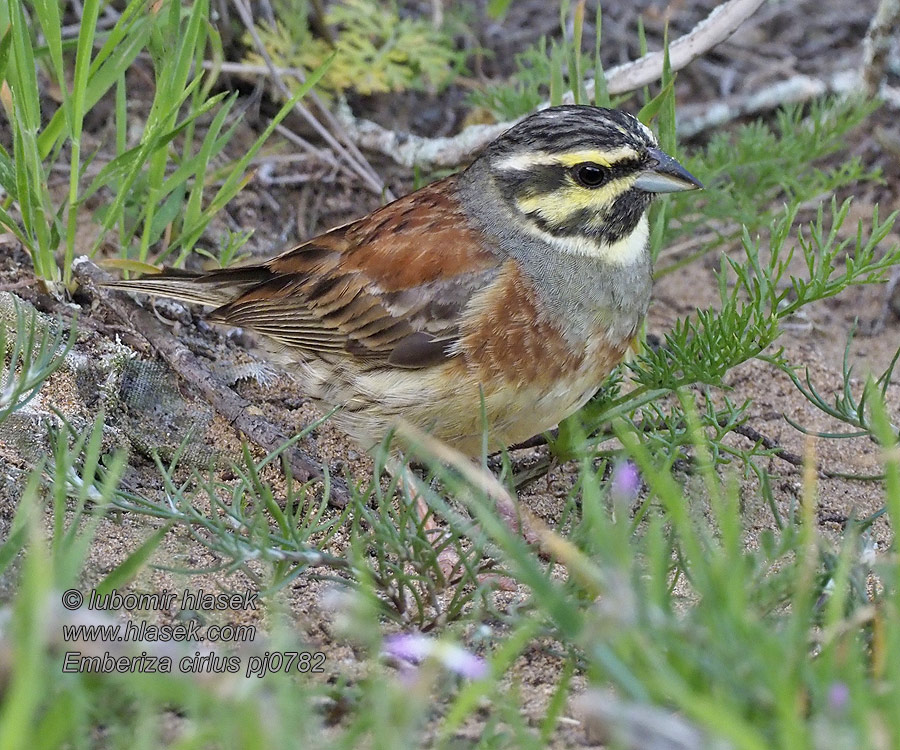 Emberiza cirlus