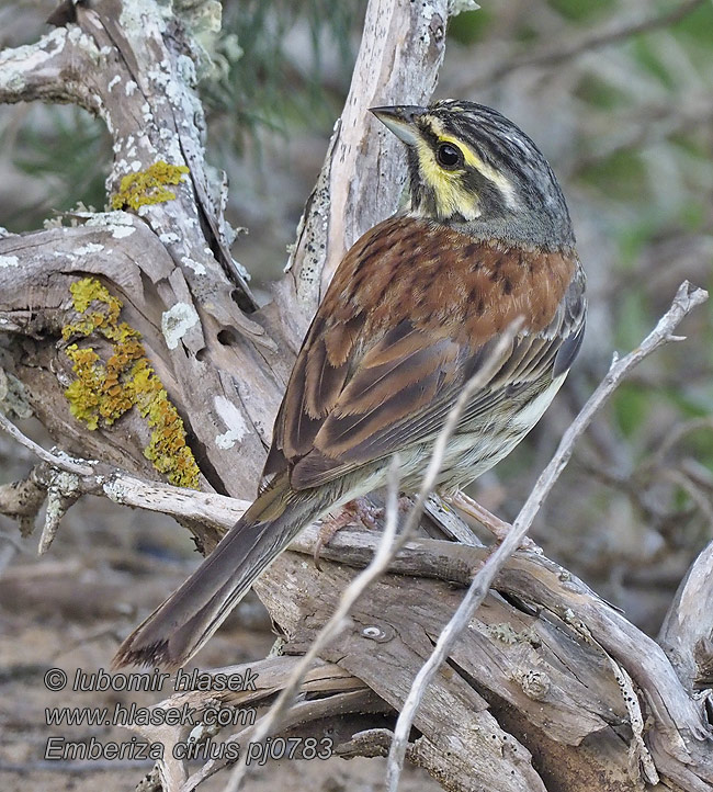 Emberiza cirlus