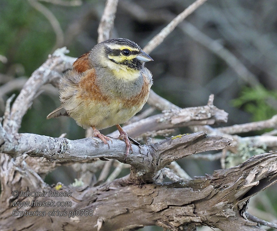 Emberiza cirlus