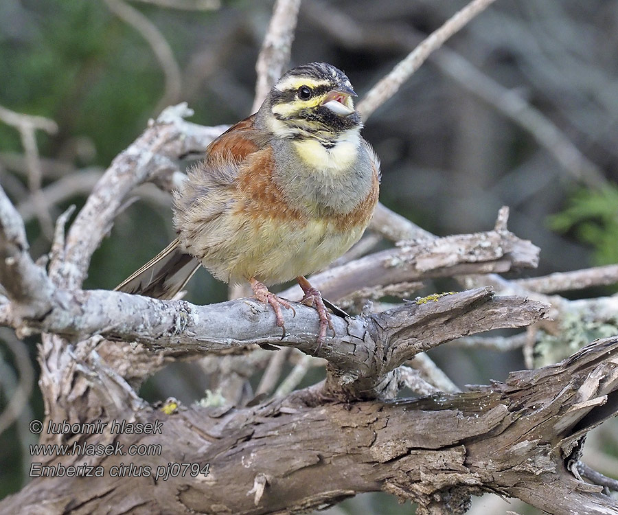 Emberiza cirlus