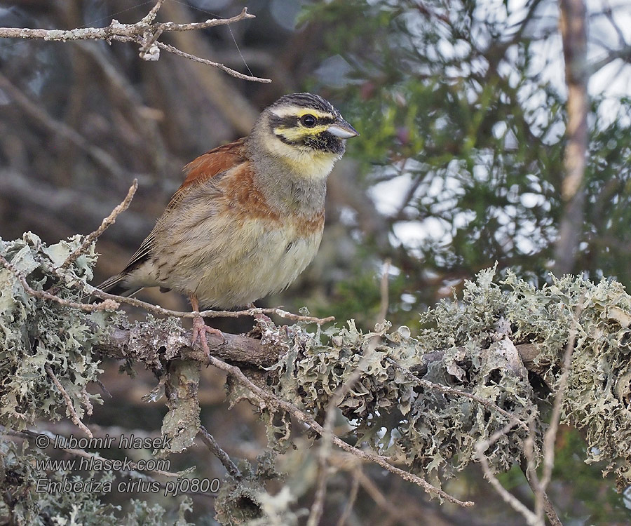 Emberiza cirlus