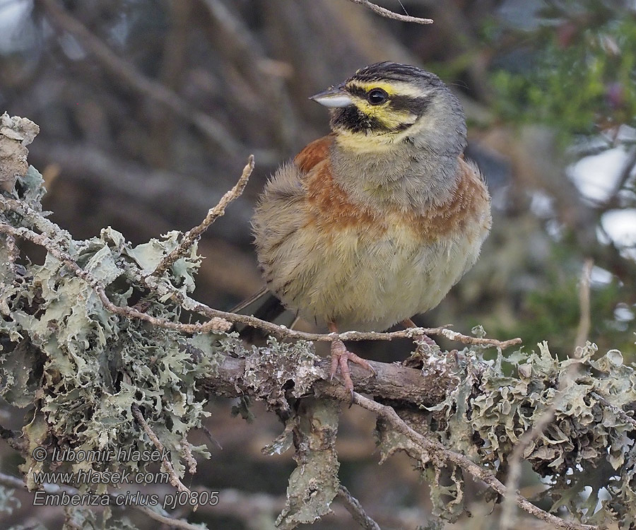 Strnádka svrčavá Emberiza cirlus