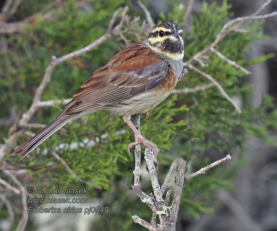 Огородная овсянка Черногърла овесарка Emberiza cirlus