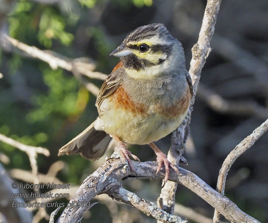 Bahçe Çintesi Cierlik Emberiza cirlus