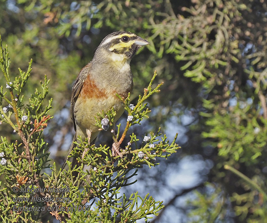 Вівсянка городня Emberiza cirlus