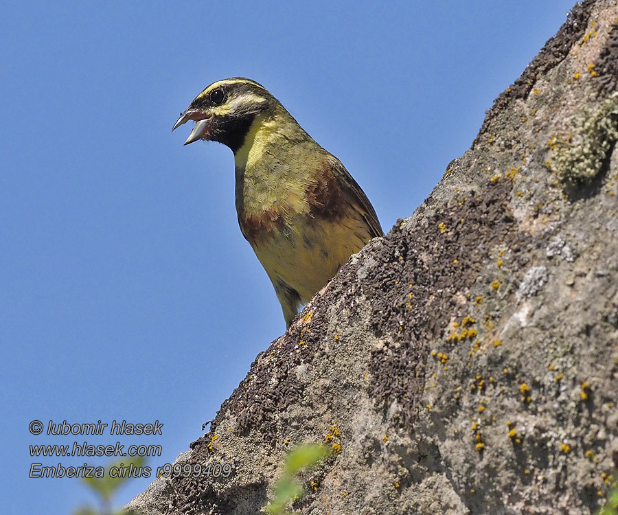 Escrevedeira-de-garganta-preta Emberiza cirlus