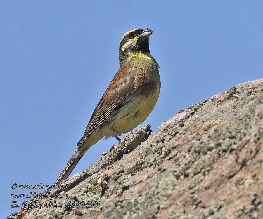 Σιρλοτσίχλονο Emberiza cirlus