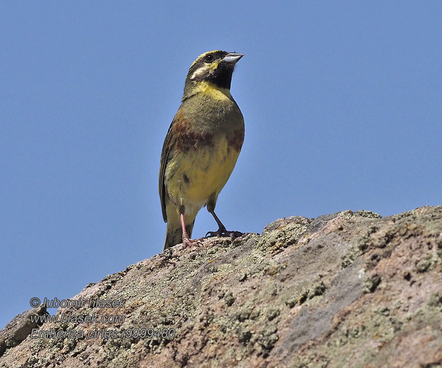 Hekkspurv Häcksparv Emberiza cirlus