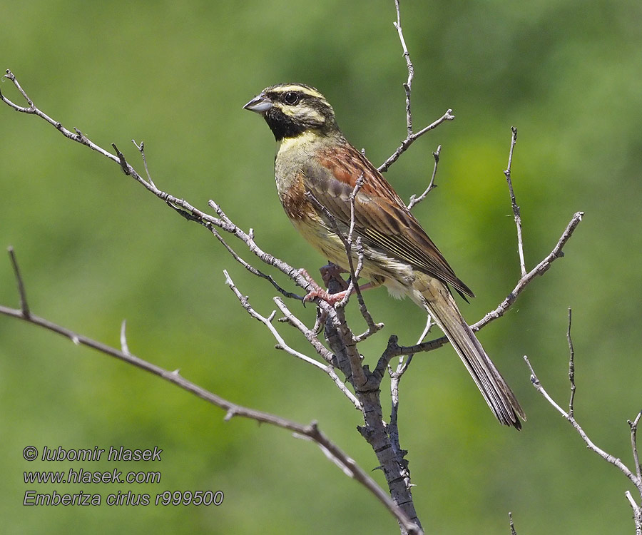 Pensassirkku Zigolo nero Emberiza cirlus