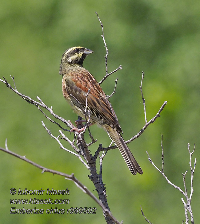 Gærdværling Cirlgors Emberiza cirlus