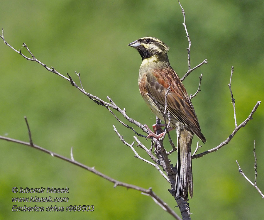 Strnad cvrčivý Emberiza cirlus