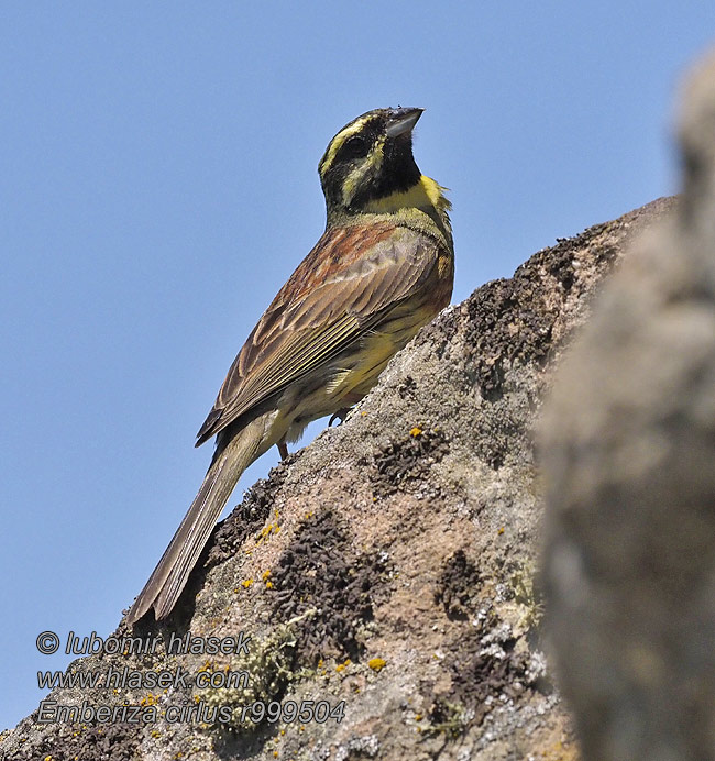 Escribano Soteño Emberiza cirlus