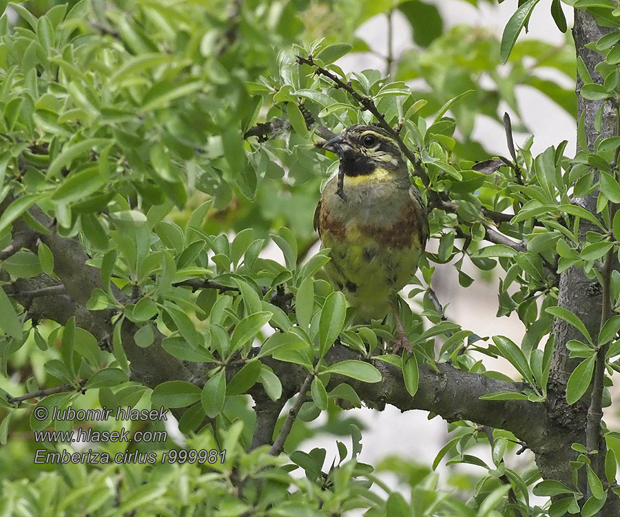 Bruant zizi Emberiza cirlus