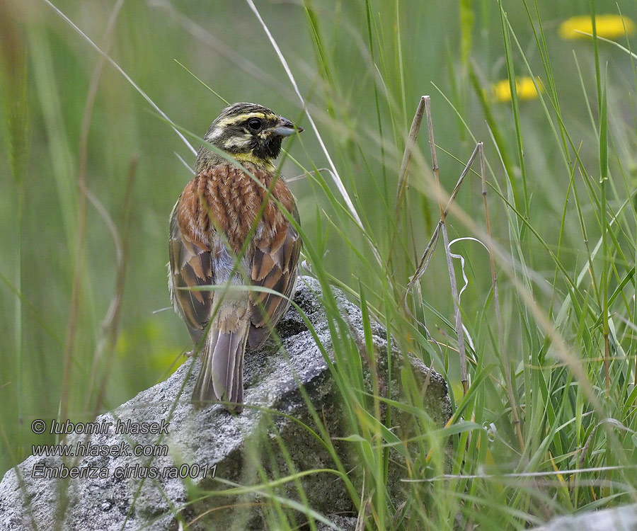 Zaunammer Emberiza cirlus