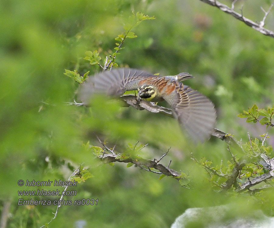 Cirl Bunting Emberiza cirlus