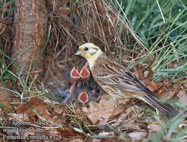Emberiza citrinella Yellowhammer Goldammer Bruant jaune Escribano Cerillo Strnad obecný Gulspurv Geelgors Kelt Zigolo giallo Gulspurv Gulsparv 黄鹀 Обыкновенная овсянка キアオジ الدرسة الصفراء Χρυσοτσίχλονο Escrevedeira-amarela Звичайна вівсянка Sarı kirazkuşu גבתון צהוב Trznadel zwyczajny Strnadica žutovoljka რუხი გულწითელა  Strnádka žltá  Citromsármány