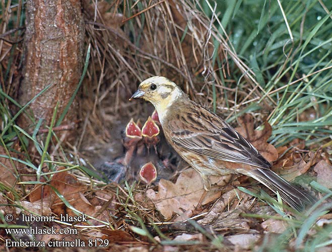 Emberiza citrinella Yellowhammer Goldammer Bruant jaune Escribano Cerillo Strnad obecný Gulspurv Geelgors Kelt Zigolo giallo Gulspurv Gulsparv 黄鹀 Обыкновенная овсянка キアオジ الدرسة الصفراء Χρυσοτσίχλονο Escrevedeira-amarela Звичайна вівсянка Sarı kirazkuşu גבתון צהוב Trznadel zwyczajny Strnadica žutovoljka რუხი გულწითელა  Strnádka žltá  Citromsármány