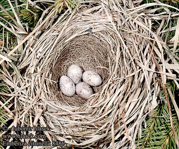 Emberiza citrinella 8486