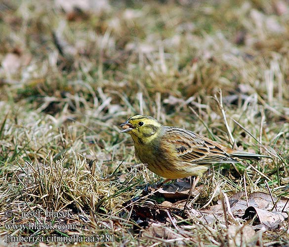 Emberiza citrinella aa3281