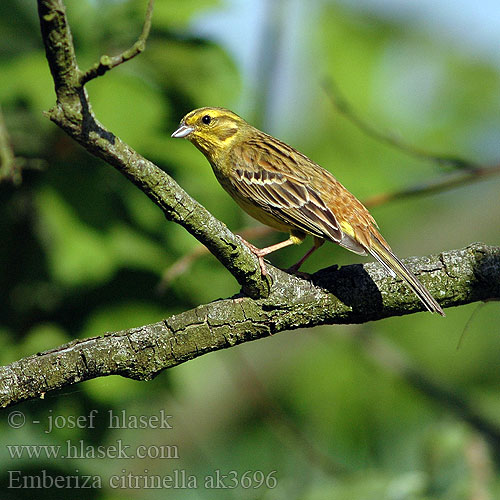 Emberiza citrinella ak3696