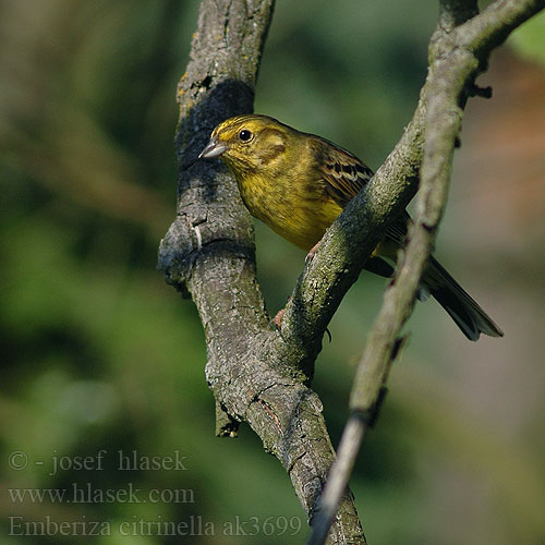 Emberiza citrinella ak3699