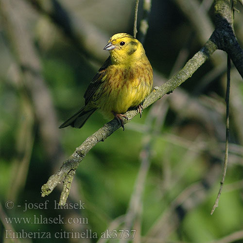 Emberiza citrinella ak3737