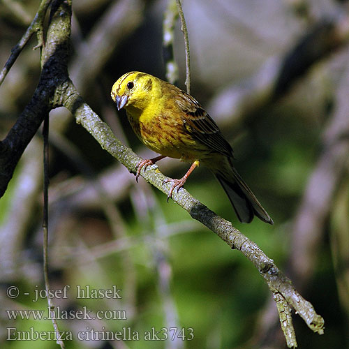 Emberiza citrinella ak3743