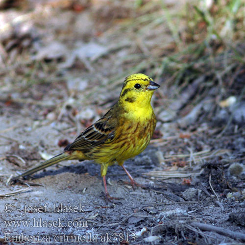 Emberiza citrinella ak3813