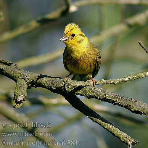 Yellowhammer Goldammer Bruant jaune Escribano Cerillo Strnad obecný Gulspurv Geelgors Kelt Zigolo giallo Gulspurv Gulsparv 黄鹀 Обыкновенная овсянка キアオジ الدرسة الصفراء Χρυσοτσίχλονο Escrevedeira-amarela Звичайна вівсянка Sarı kirazkuşu גבתון צהוב Trznadel zwyczajny Strnadica žutovoljka რუხი გულწითელა  Strnádka žltá  Citromsármány Emberiza citrinella