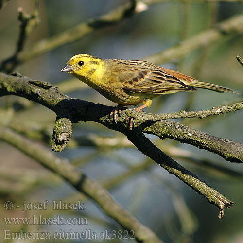 Emberiza citrinella ak3822