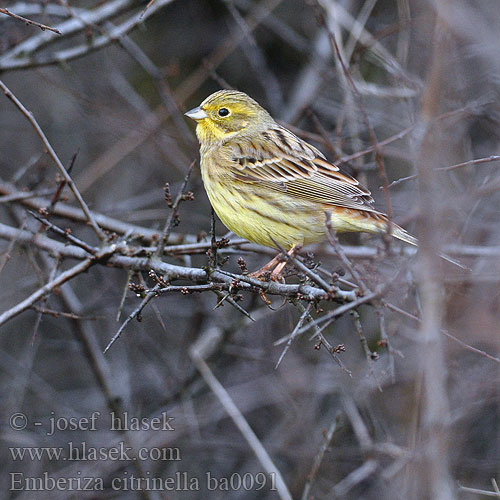 Emberiza citrinella Yellowhammer Goldammer Bruant jaune Escribano Cerillo Strnad obecný Gulspurv Geelgors Kelt Zigolo giallo Gulspurv Gulsparv 黄鹀 Обыкновенная овсянка キアオジ الدرسة الصفراء Χρυσοτσίχλονο Escrevedeira-amarela Звичайна вівсянка Sarı kirazkuşu גבתון צהוב Trznadel zwyczajny Strnadica žutovoljka რუხი გულწითელა Strnádka žltá Citromsármány