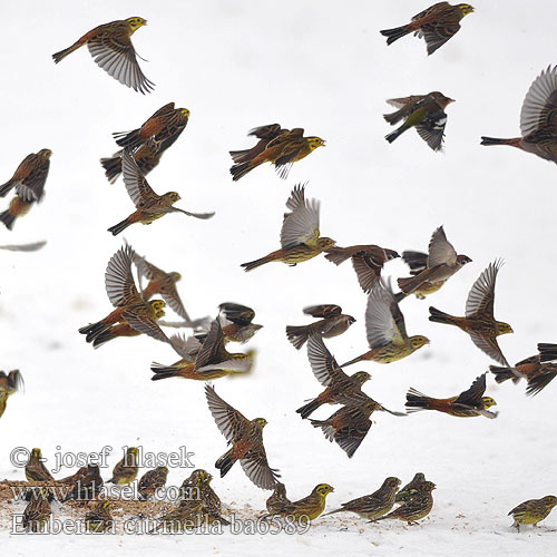 Emberiza citrinella ba6589