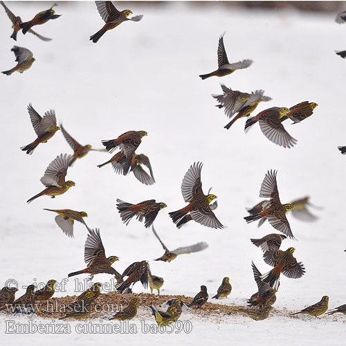 Emberiza citrinella ba6590