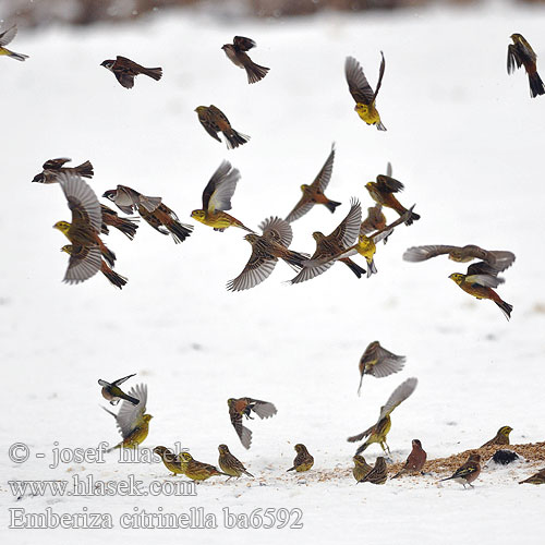 Trznadel zwyczajny Strnadica žutovoljka რუხი გულწითელა Strnádka žltá Citromsármány Emberiza citrinella Yellowhammer Goldammer Bruant jaune Escribano Cerillo Strnad obecný Gulspurv Geelgors Kelt Zigolo giallo Gulspurv Gulsparv 黄鹀 Обыкновенная овсянка キアオジ الدرسة الصفراء Χρυσοτσίχλονο Escrevedeira-amarela Звичайна вівсянка Sarı kirazkuşu גבתון צהוב