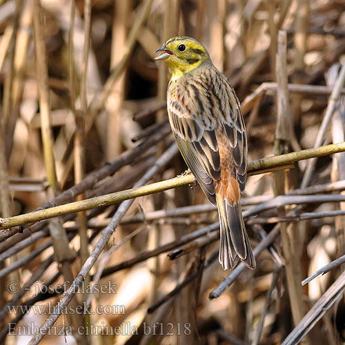 Citromsármány Emberiza citrinella Yellowhammer Goldammer Bruant jaune Escribano Cerillo Strnad obecný Gulspurv Geelgors Kelt Zigolo giallo Gulspurv Gulsparv 黄鹀 Обыкновенная овсянка キアオジ الدرسة الصفراء Χρυσοτσίχλονο Escrevedeira-amarela Звичайна вівсянка Sarı kirazkuşu גבתון צהוב Trznadel zwyczajny Strnadica žutovoljka რუხი გულწითელა Strnádka žltá