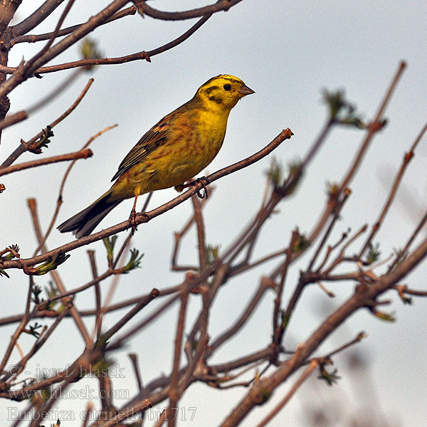 Emberiza citrinella bj1717