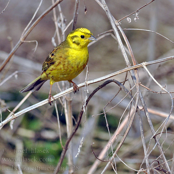 Emberiza citrinella bj1728