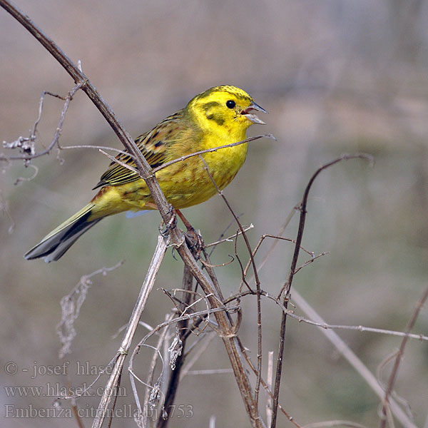 Emberiza citrinella Bruant jaune Escribano Cerillo Strnad obecný Gulspurv Geelgors Kelt Zigolo giallo Gulspurv Gulsparv 黄鹀 Обыкновенная овсянка キアオジ الدرسة الصفراء Χρυσοτσίχλονο Escrevedeira-amarela Звичайна вівсянка Sarı kirazkuşu גבתון צהוב Trznadel zwyczajny Strnadica žutovoljka რუხი გულწითელა Strnádka žltá Citromsármány Yellowhammer Goldammer