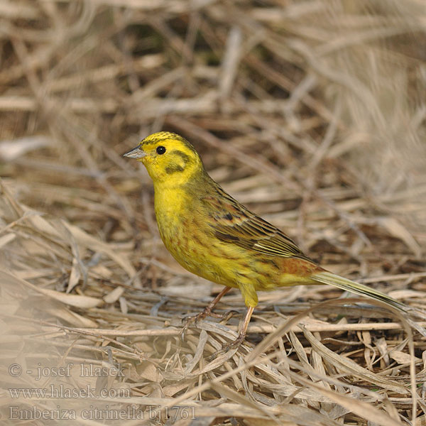 Emberiza citrinella bj1761