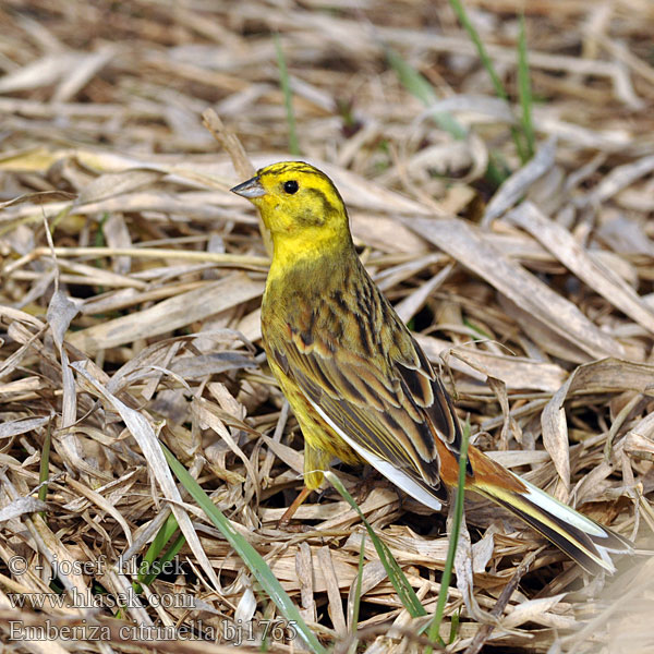 Emberiza citrinella Strnad obecný Gulspurv Geelgors Kelt Zigolo giallo Gulspurv Gulsparv 黄鹀 Обыкновенная овсянка キアオジ الدرسة الصفراء Χρυσοτσίχλονο Escrevedeira-amarela Звичайна вівсянка Sarı kirazkuşu גבתון צהוב Trznadel zwyczajny Strnadica žutovoljka რუხი გულწითელა Strnádka žltá Citromsármány Yellowhammer Goldammer Bruant jaune Escribano Cerillo