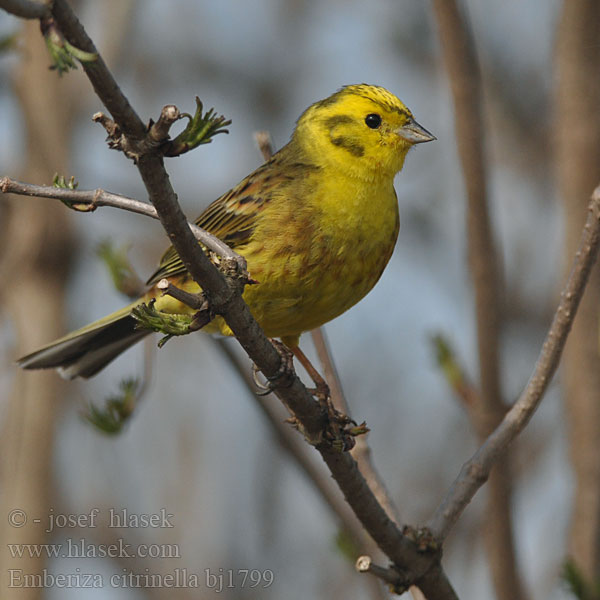 Emberiza citrinella bj1799