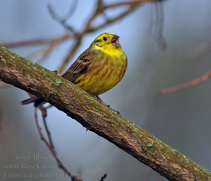 Emberiza citrinella Yellowhammer