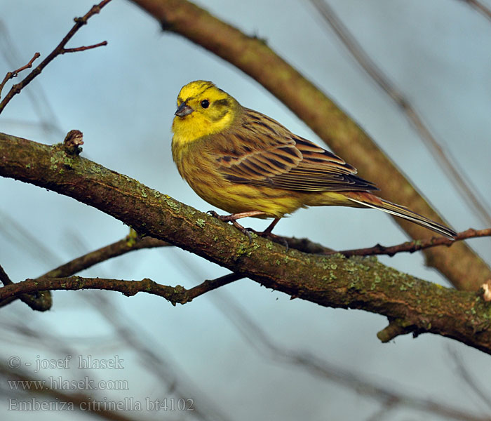 Emberiza citrinella Goldammer