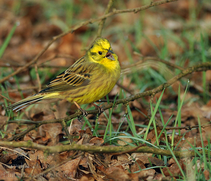 Emberiza citrinella Bruant jaune