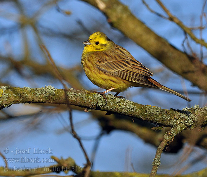 Emberiza citrinella Strnad obecný