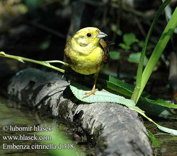 Emberiza citrinella d318