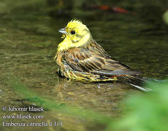 Emberiza citrinella d319