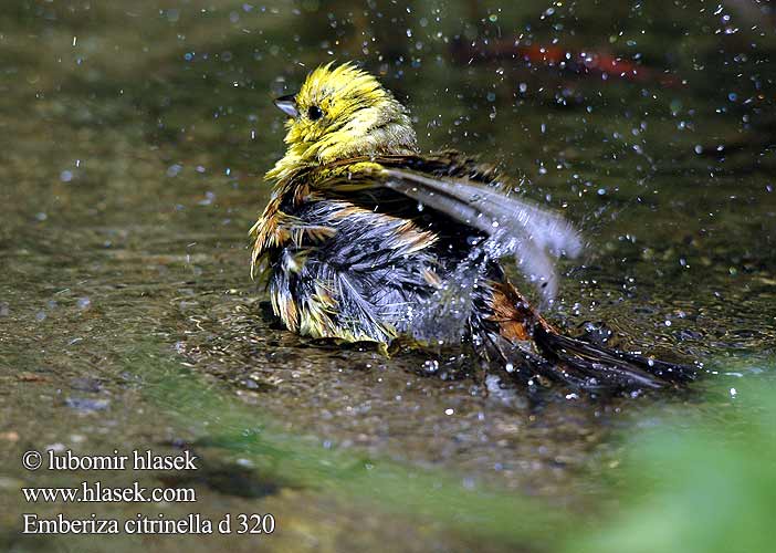 Emberiza citrinella d320