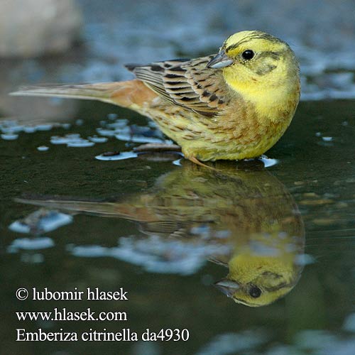 Emberiza citrinella da4930